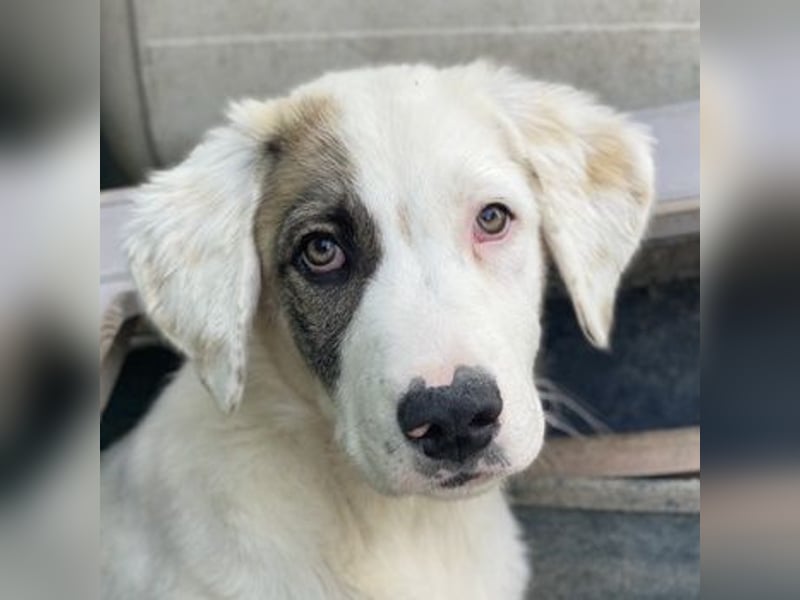 Arco, geb. ca. 02/2024, lebt in GRIECHENLAND, im städt. Tierheim Serres