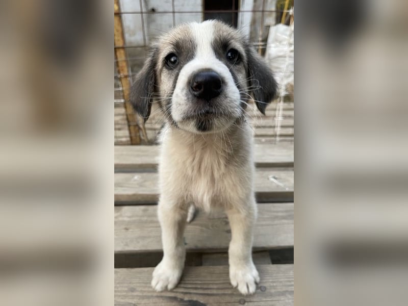 Carlo, geb. ca. 08/2022, lebt in GRIECHENLAND, auf einer privaten Pflegestelle