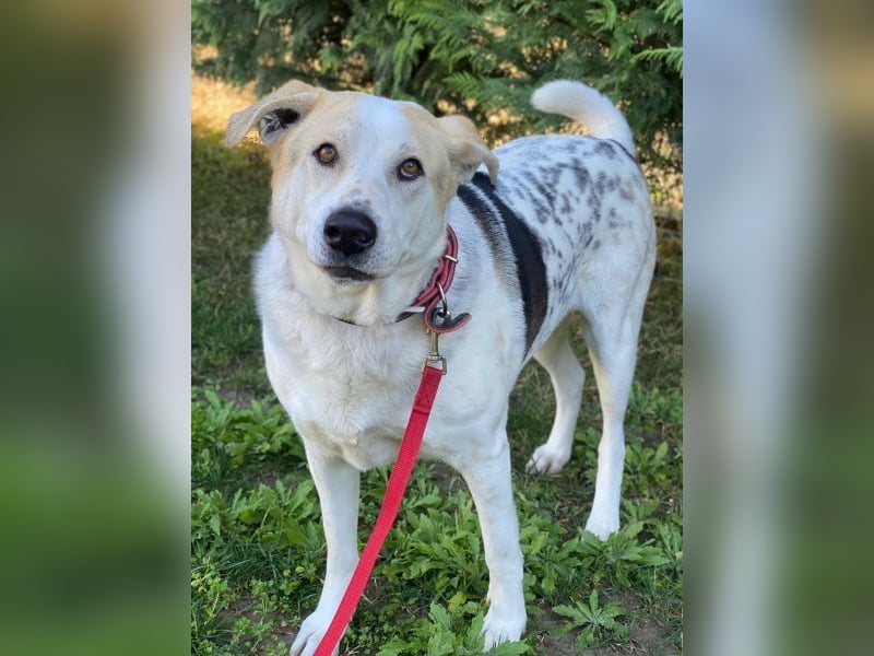 Rango, geb. ca. 01/2020, lebt in GRIECHENLAND, auf einer privaten Pflegestelle