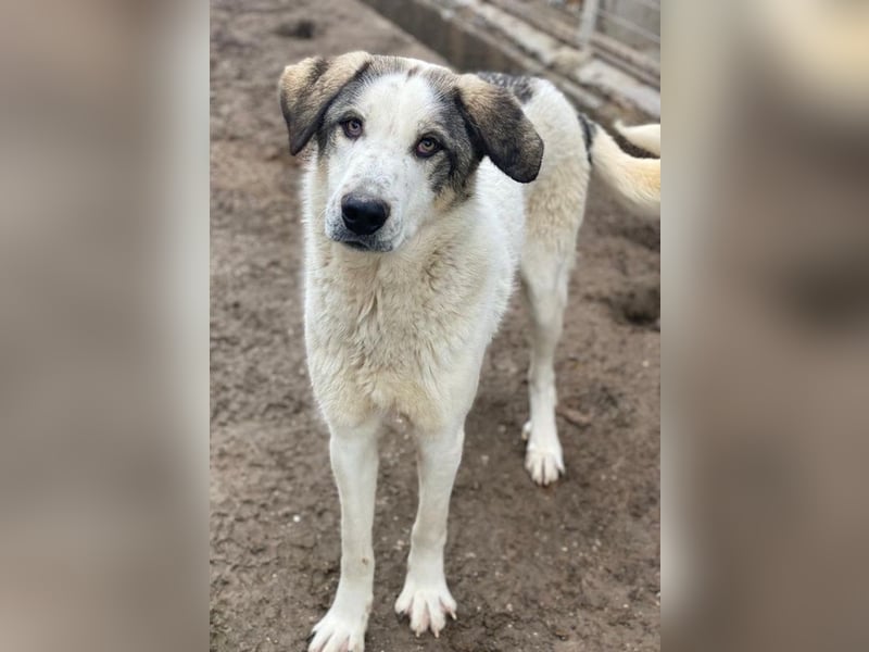 Aron, geb. ca. 02/2024, lebt in GRIECHENLAND, im städt. Tierheim Serres