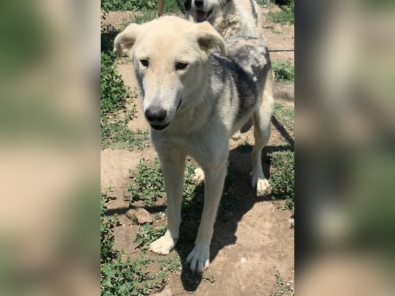 Boybro, geb. ca. 04/2019, lebt in GRIECHENLAND, im städt. Tierheim Serres