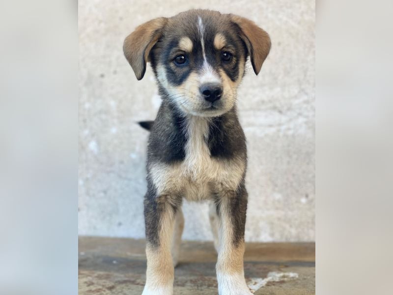 Sissy, geb. ca. 03/2026, lebt in GRIECHENLAND, auf einer privaten Pflegestelle