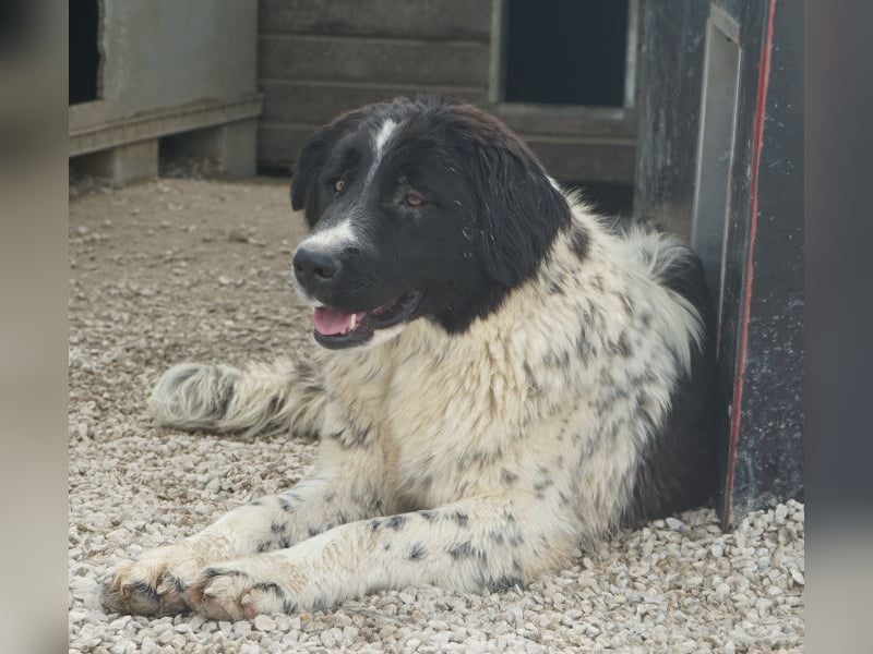 Anastasia, geb. ca. 05/2025, lebt in GRIECHENLAND, im städt. Tierheim Serres