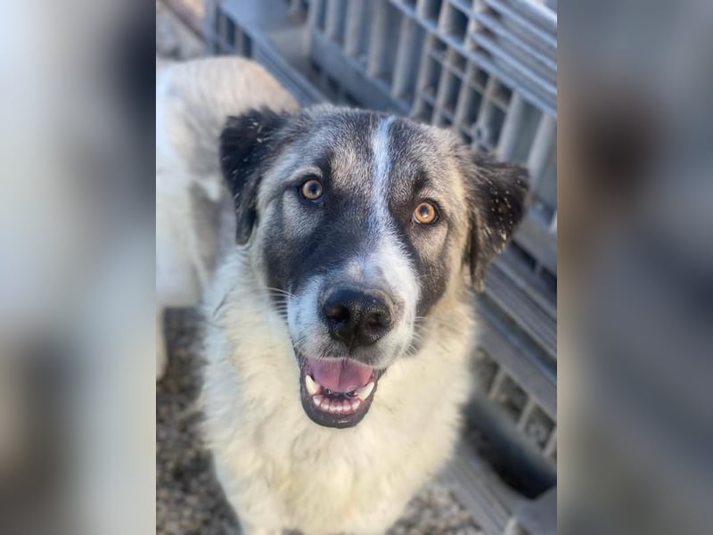 Joel, geb. ca. 01/2023, lebt in GRIECHENLAND, im städt. Tierheim Serres