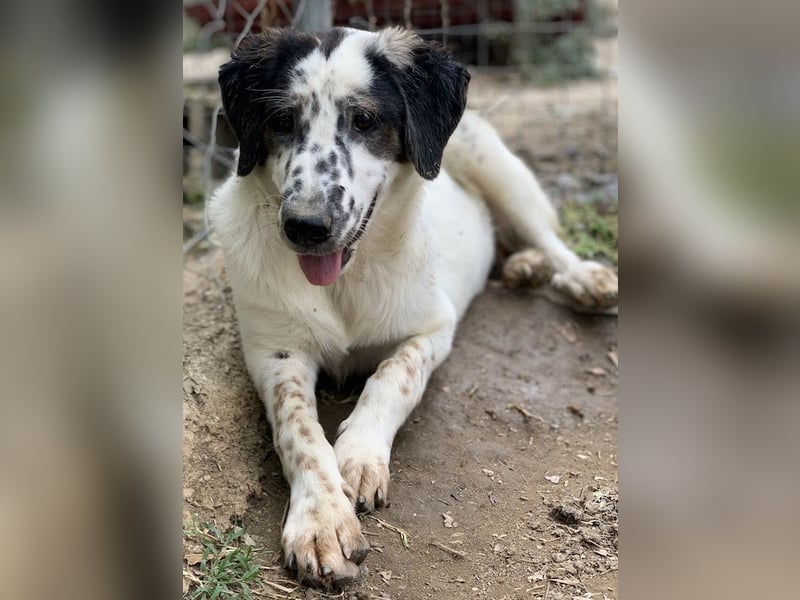 Lime, geb. ca. 02/2023, lebt in GRIECHENLAND, auf einer privaten Pflegestelle