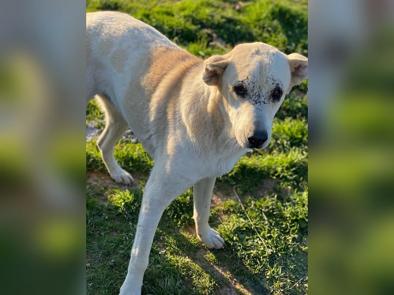 Pippo, geb. ca. 12/2020, lebt in GRIECHENLAND, auf einem Gelände, wird notdürftig versorgt