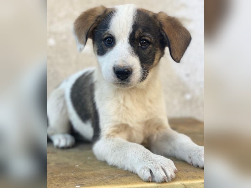 Yoko, geb. ca. 03/2026, lebt in GRIECHENLAND, auf einer privaten Pflegestelle