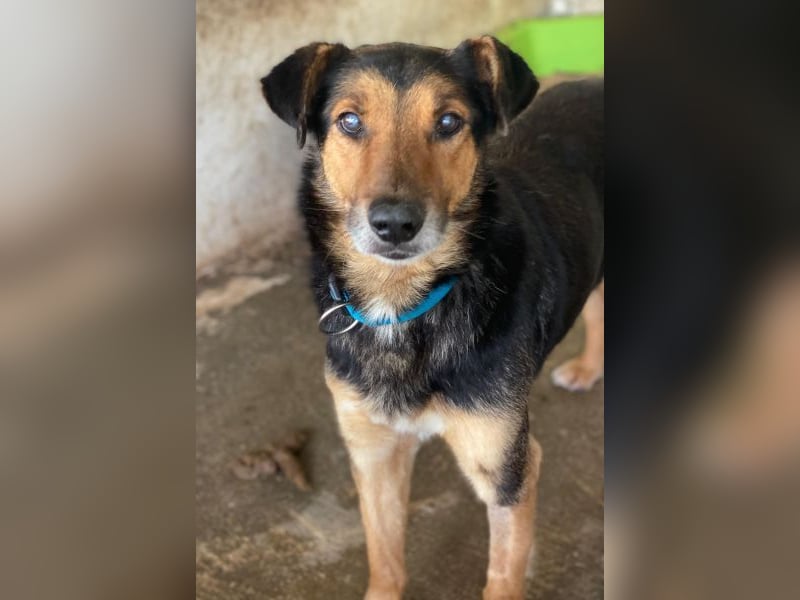 Tizian, geb. ca. 04/2022, lebt in GRIECHENLAND, auf einer privaten Pflegestelle