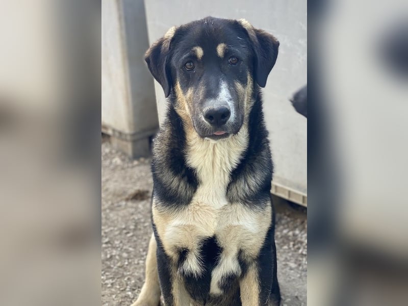 Liko, geb. ca. 11/2023, lebt in GRIECHENLAND, im städt. Tierheim Serres