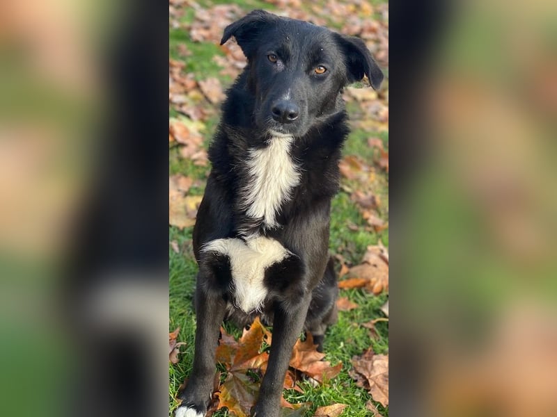 Glorietta, geb. ca. 07/2025, lebt in GRIECHENLAND, im städt. Tierheim Serres