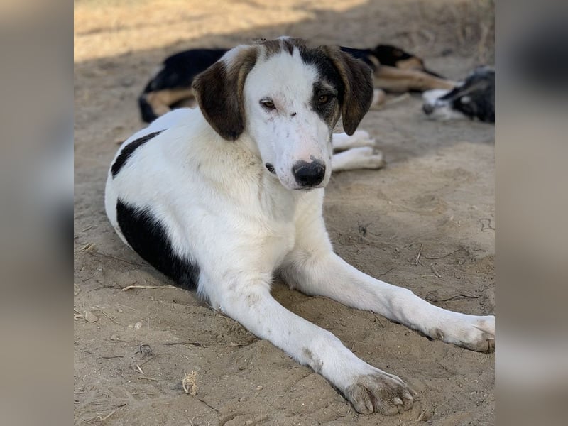 Colette, geb. ca. 02/2022, lebt in GRIECHENLAND, im städt. Tierheim Serres