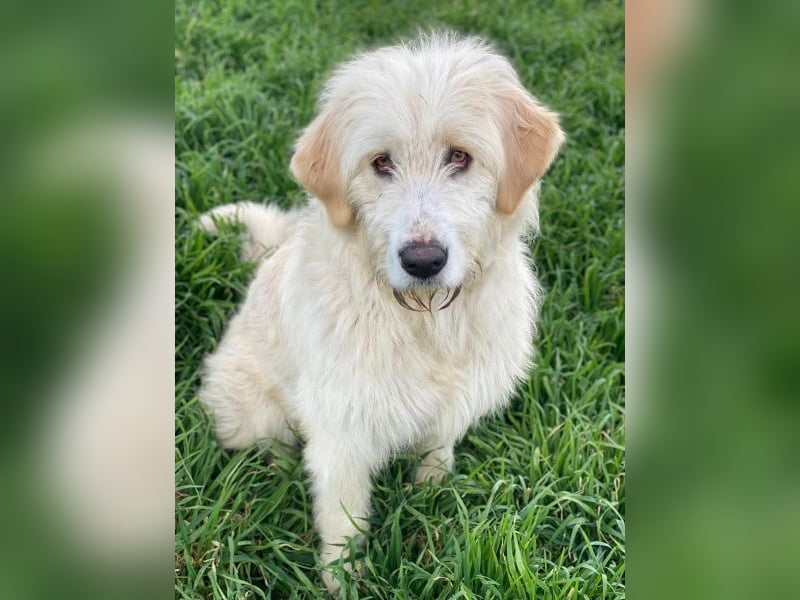 Arina, geb. ca. 10/2024, lebt in GRIECHENLAND, im städt. Tierheim Serres