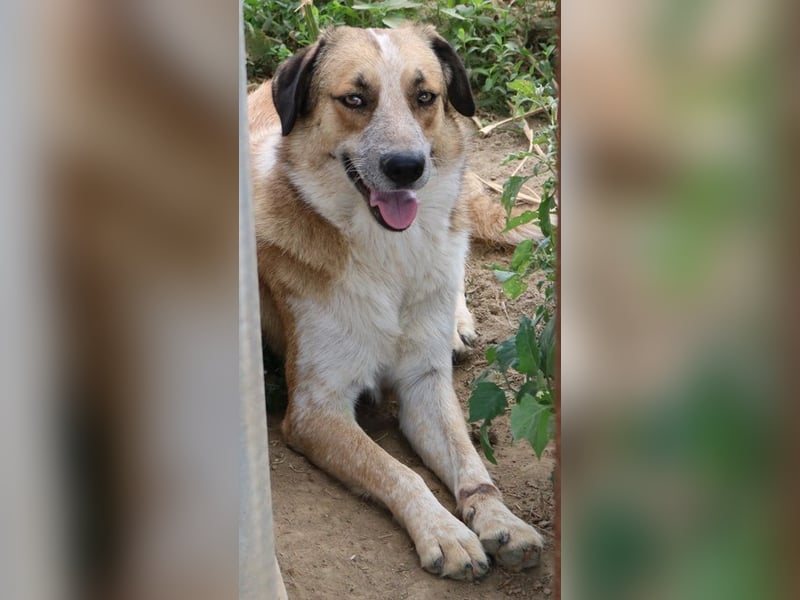 Nena, geb. ca. 10/2017, lebt in GRIECHENLAND, im städt. Tierheim Serres