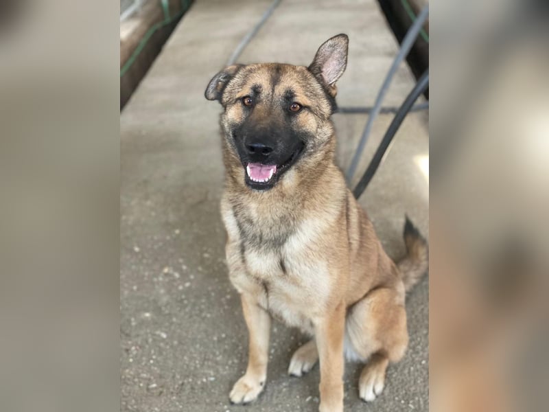 Yuki, geb. ca. 03/2025, lebt in GRIECHENLAND, im städt. Tierheim Serres