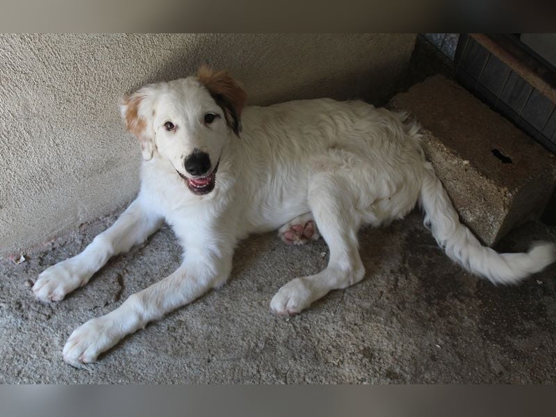 Kembro, geb. ca. 04/2025, lebt in GRIECHENLAND, im städt. Tierheim Serres