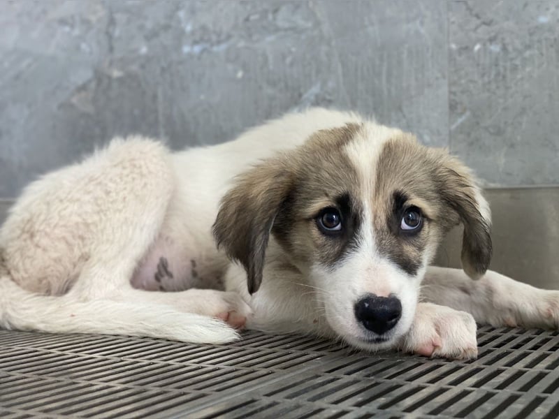 Malea, geb. ca. 04/2024, lebt in GRIECHENLAND, im städt. Tierheim Serres