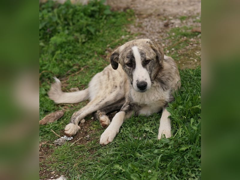Xabi, geb. ca. 07/2023, lebt in GRIECHENLAND, auf einem Gelände, Hunde werden notdürftig versorgt