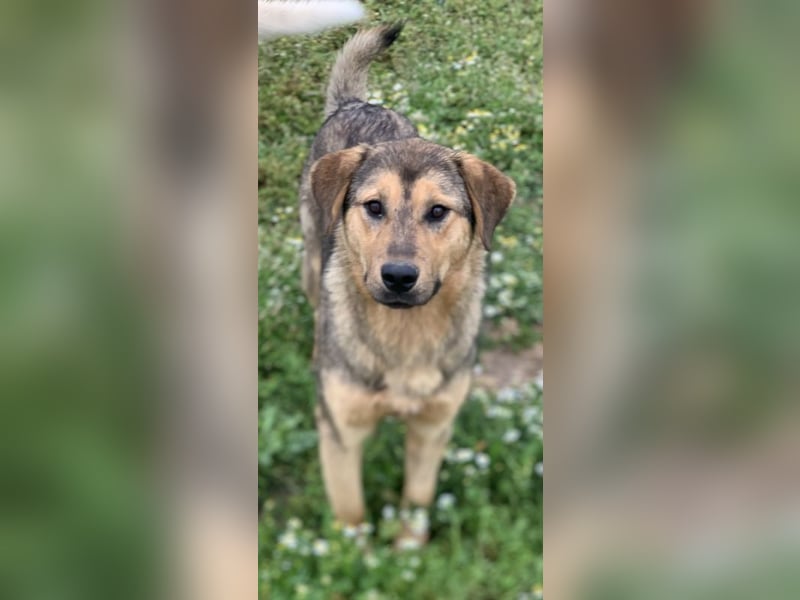 Bruno, geb. ca. 05/2020, lebt in GRIECHENLAND, auf einer privaten Pflegestelle