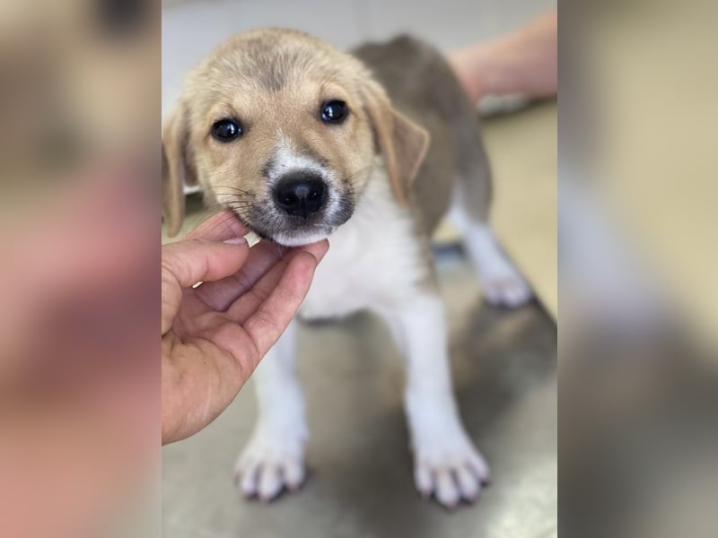 Padme, geb. ca. 04/2024, lebt in GRIECHENLAND, im städt. Tierheim Serres