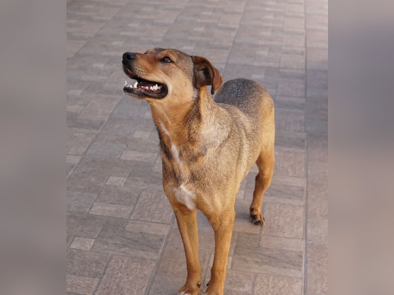 Anna, geb. ca. 03/2021, lebt in GRIECHENLAND, bei Kassiani in Serres