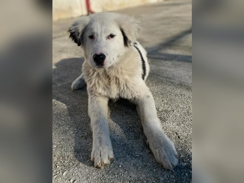 Canja, geb. ca. 08/2022, lebt in GRIECHENLAND, im städt. Tierheim Serres