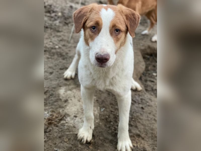 Herkos, geb. ca. 01/2025, lebt in GRIECHENLAND, auf einer privaten Pflegestelle