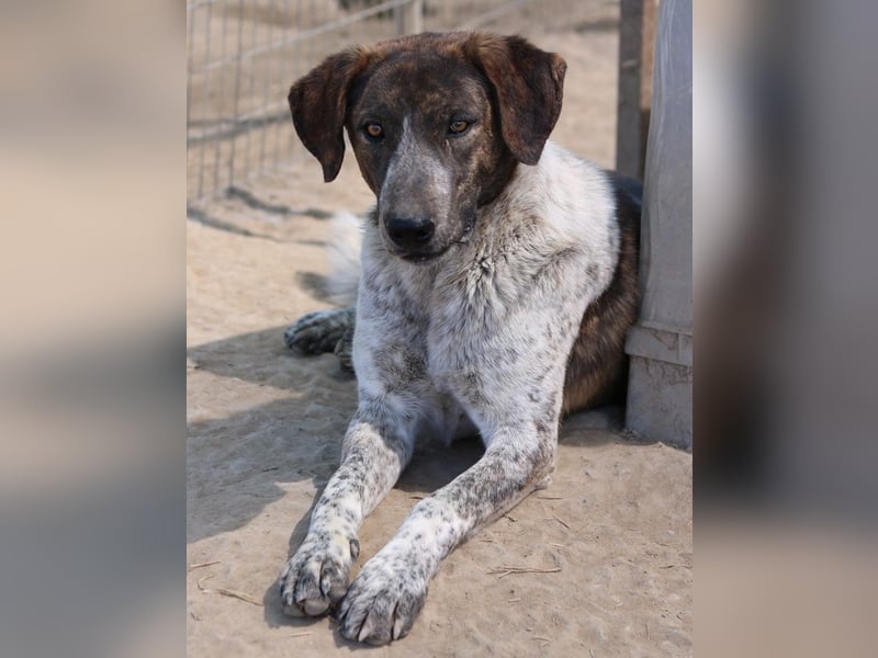 Naxos, geb. ca. 07/2020, lebt in GRIECHENLAND, im städt. Tierheim Serres