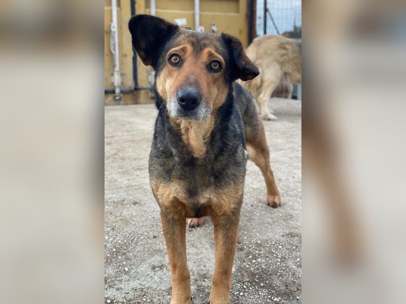 Violetta, geb. ca. 09/2018, lebt in GRIECHENLAND, im städt. Tierheim Serres