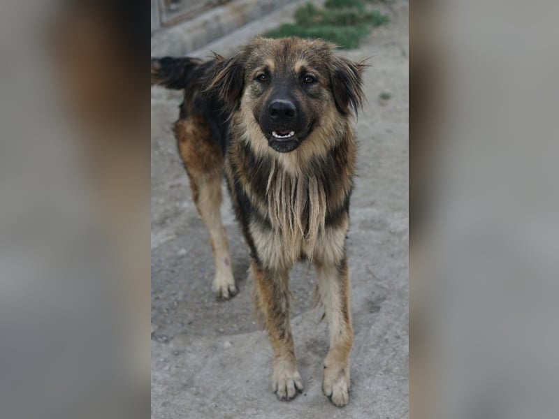 Felix, geb. ca. 03/2024, lebt in GRIECHENLAND, im städt. Tierheim Serres