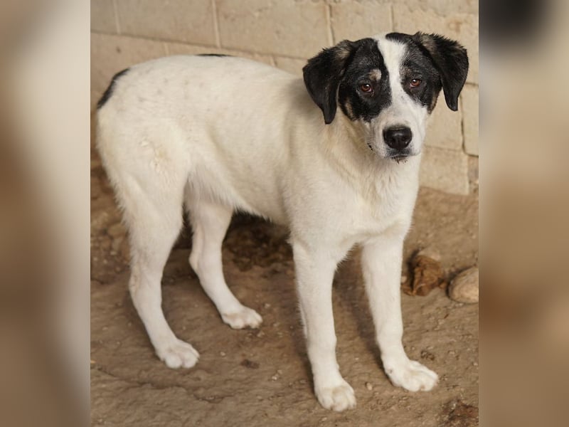 Thundery, geb. ca. 11/2022, lebt in GRIECHENLAND, im städt. Tierheim Serres