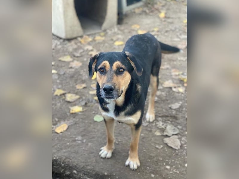 Eppo, geb. ca. 11/2022, lebt in GRIECHENLAND, im städt. Tierheim Serres