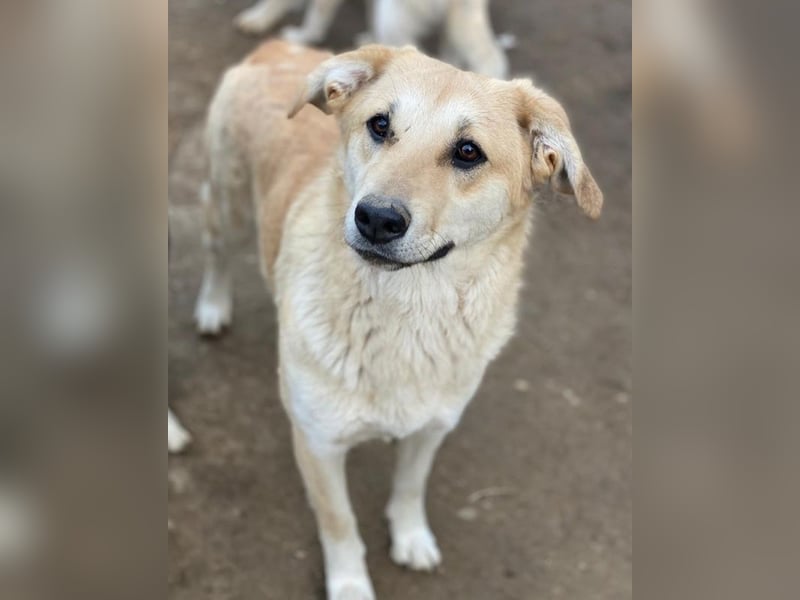 Myanmar, geb. ca. 01/2024, lebt in GRIECHENLAND, auf einer privaten Pflegestelle