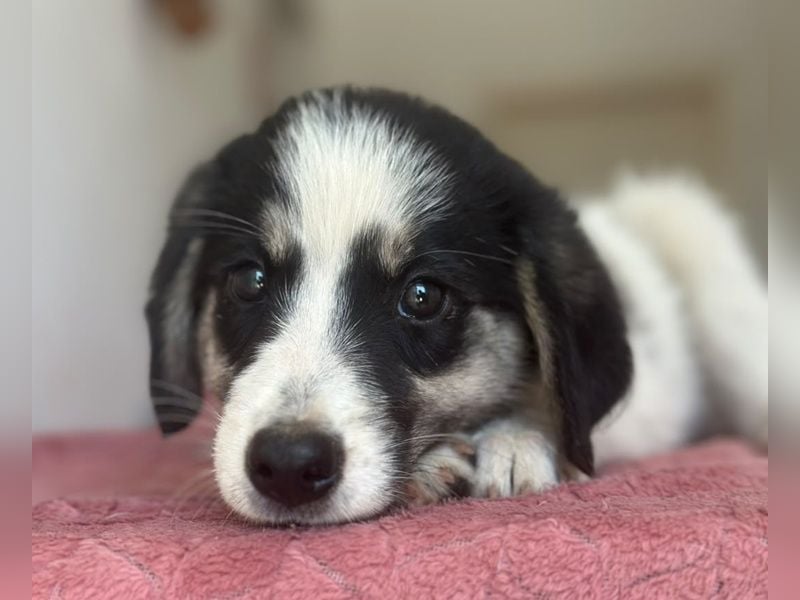 Colada, geb. ca. 05/2026, lebt in GRIECHENLAND, im städt. Tierheim Serres
