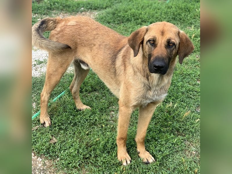 Xawi, geb. ca. 12/2019, lebt in GRIECHENLAND, im städt. Tierheim Serres