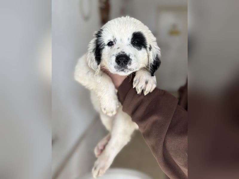 Binx, geb. ca. 02/2026, lebt in GRIECHENLAND, im städt. Tierheim Serres