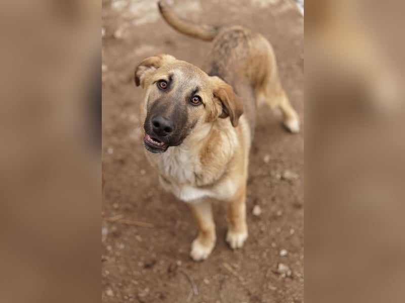 Lauser, geb. ca. 10/2023, lebt in GRIECHENLAND, auf einem Gelände, Hunde werden notdürftig versorgt