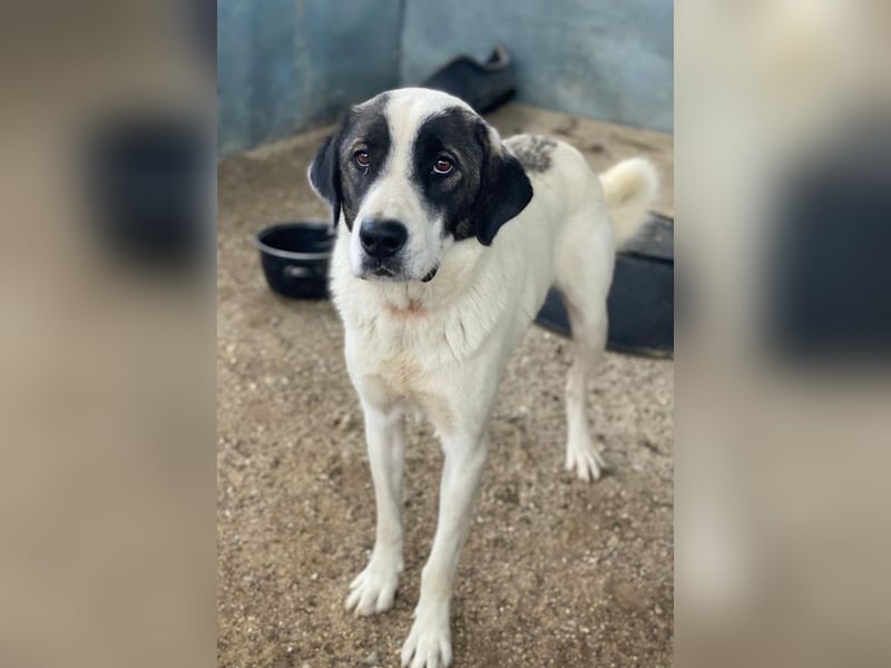 Marinara, geb. ca. 01/2025, lebt in GRIECHENLAND, auf einer privaten Pflegestelle