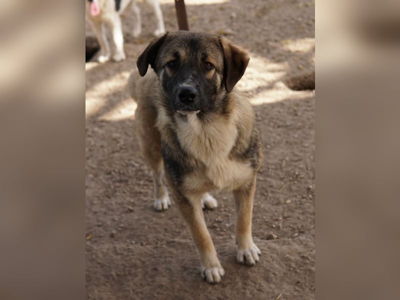 Davio, geb. ca. 06/2023, lebt in GRIECHENLAND, im städt. Tierheim Serres