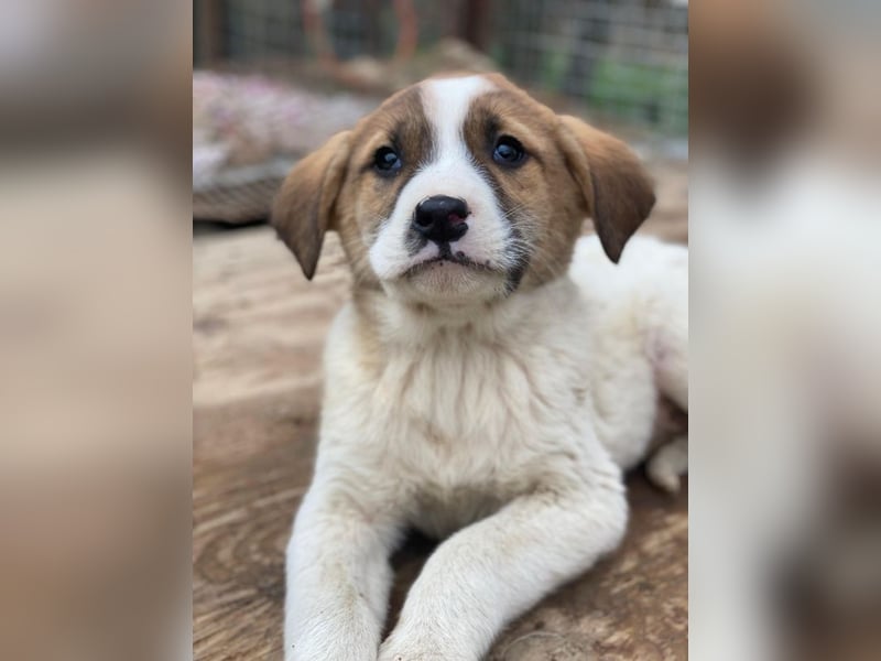 Bufala, geb. ca.11/2025, lebt in GRIECHENLAND, auf einer privaten Pflegestelle