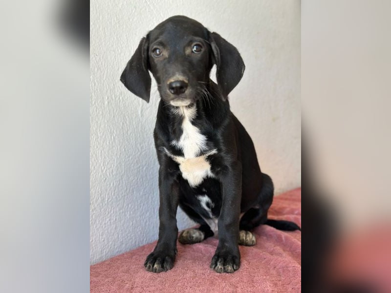 Smokey, geb. 08.06.2026, lebt in GRIECHENLAND, auf einer privaten Pflegestelle