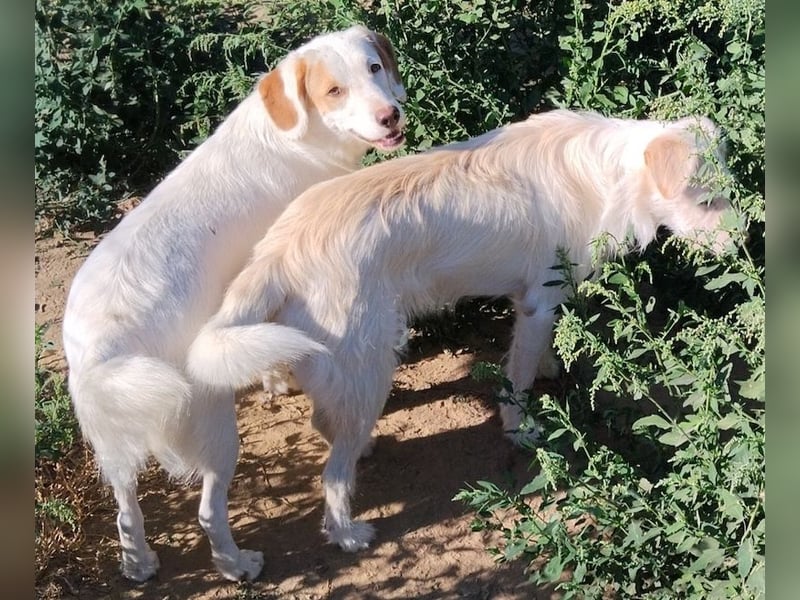 Stelle, geb. ca. 11/2021, lebt in GRIECHENLAND, auf einer privaten Pflegestelle