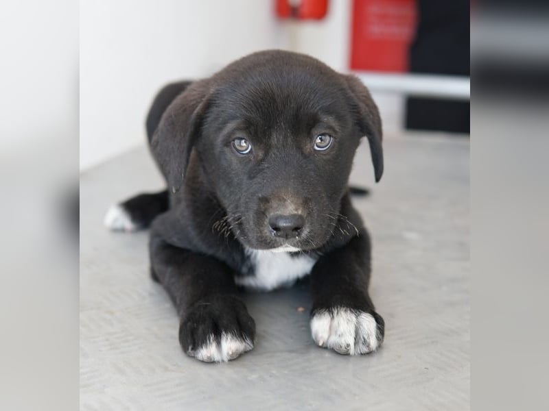 Jula, geb. ca. 12/2025, lebt in GRIECHENLAND, auf einer privaten Pflegestelle