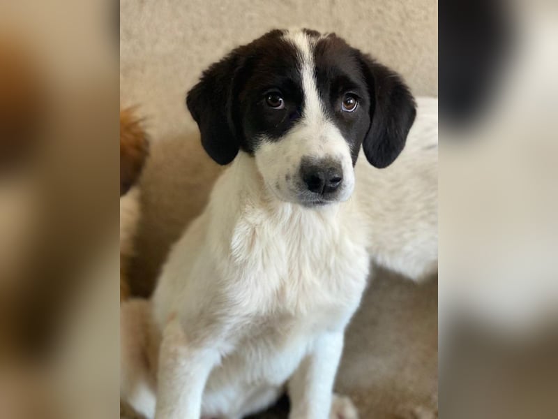 Zenzi, geb. ca. 01/2025, lebt in GRIECHENLAND, im städt. Tierheim Serres