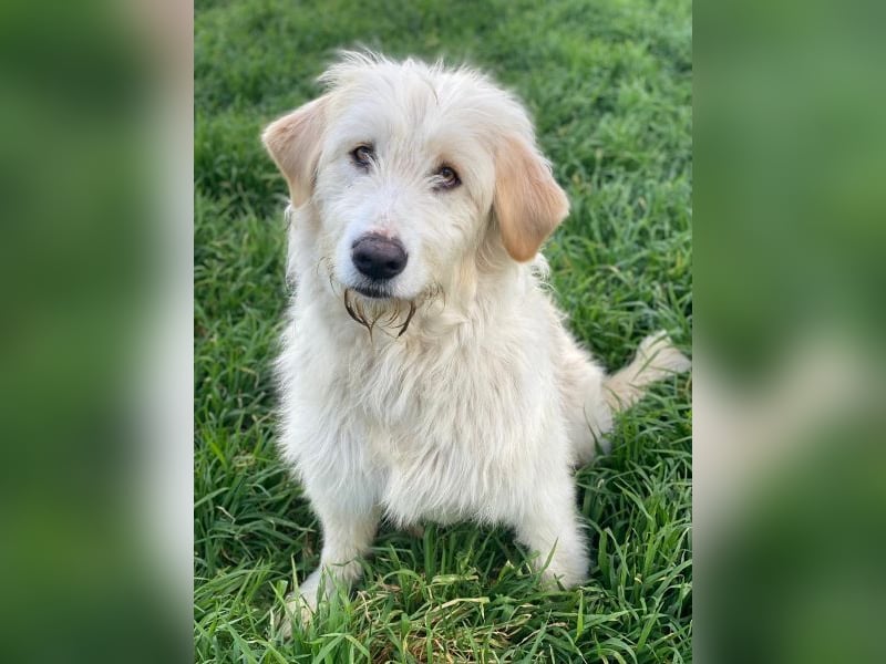 Arina, geb. ca. 10/2024, lebt in GRIECHENLAND, im städt. Tierheim Serres