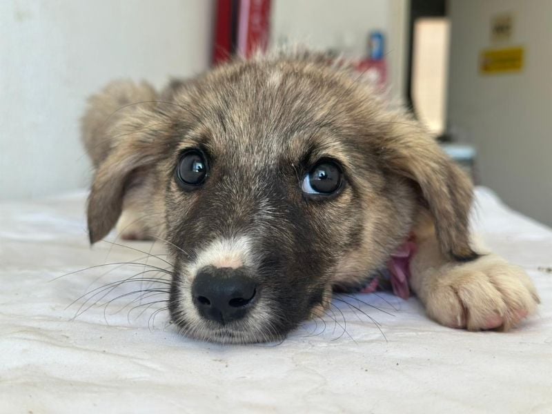 Karolina, geb. ca. 03/2026, lebt in GRIECHENLAND, im städt. Tierheim Serres
