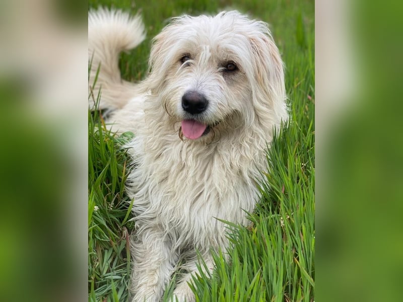 Wuschel, geb. ca. 09/2024, lebt in GRIECHENLAND, im städt. Tierheim Serres