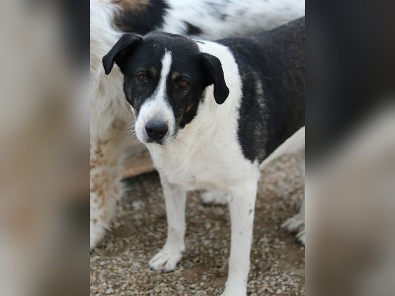 Ancho, geb. ca. 10/2021, lebt in GRIECHENLAND, im städt. Tierheim Serres