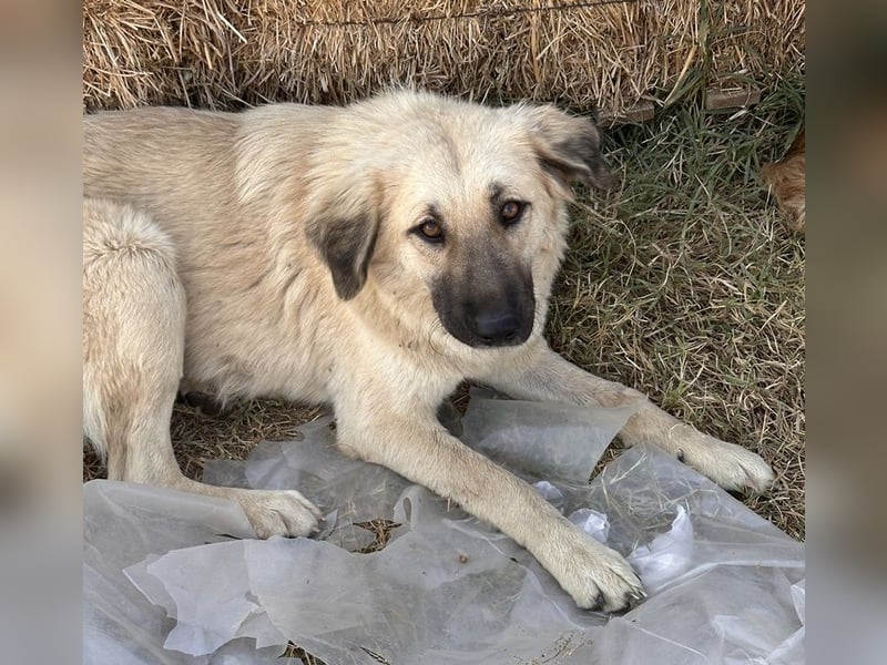Hermine Granger, geb. ca. 12/2023, lebt in GRIECHENLAND, im städt. Tierheim Serres