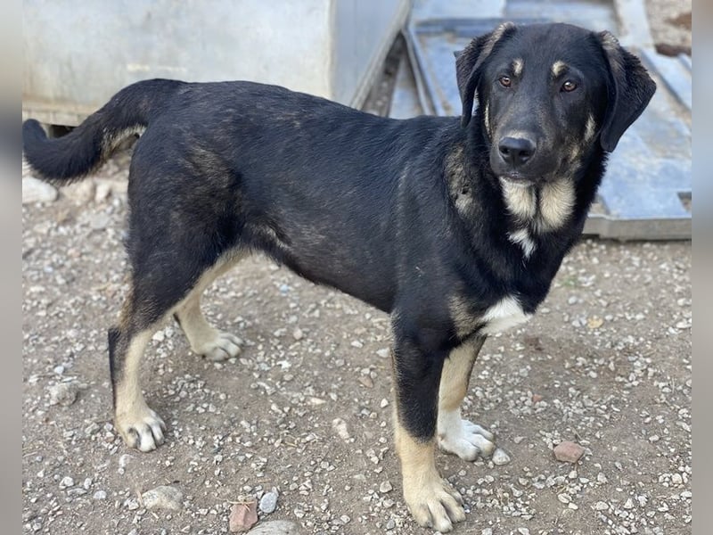 Neco, geb. ca. 11/2023, lebt in GRIECHENLAND, im städt. Tierheim Serres