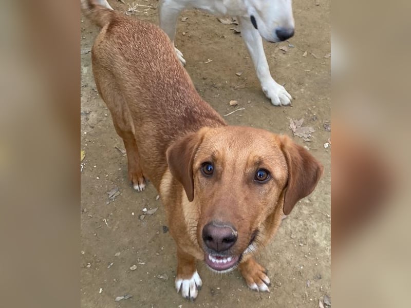 Karamell, geb. ca. 06/2025, lebt in GRIECHENLAND, auf einer privaten Pflegestelle